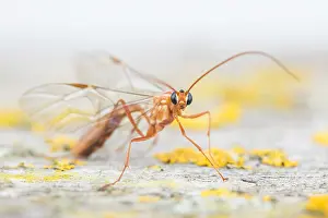Lower Saxony Flora And Fauna Prints: Macro image of an insect in Germany