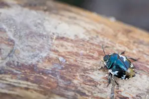 German Flora And Fauna Photos Prints: Macro image of an insect in Germany