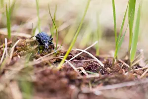 German Flora And Fauna Images Prints: Macro image of an insect in Germany