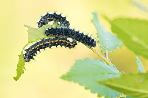 Macro Nature Photography Prints: Macro image of an insect in Germany