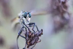 Germany Macro Photography Prints: Macro image of an insect in Germany