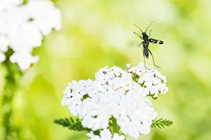 Baden Wurttemberg Nature Images Prints: Macro image of an insect in Germany