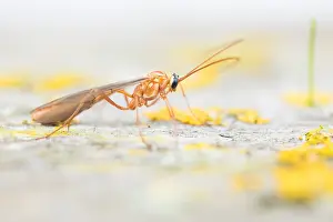 Lower Saxony Flora And Fauna Prints: Macro image of an insect in Germany