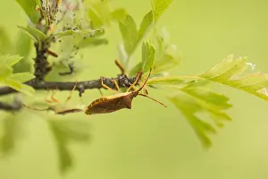 Wildlife Fauna Europe Prints: Macro image of an insect in Germany