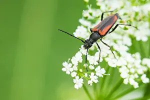 European Flora And Fauna Prints: Macro image of an insect in Germany