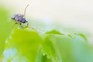 German Nature Photography Outdoors Prints: Macro image of an insect in Germany