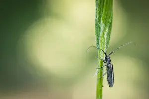 Baden Wurttemberg Nature Images Prints: Macro image of an insect in Germany