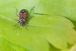 April Prints: Macro Print of Raglius alboacuminatus Insect, Baden-Württemberg, Germany