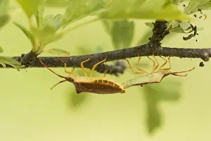 Wildlife Fauna Europe Prints: Macro image of an insect in Germany