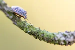 Framed Print : Macro Print of Holcogaster fibulata Imago Framed Print : Macro Print of Holcogaster fibulata Imago