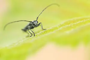 Macro image of an insect in Germany