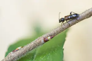 April Prints: Macro Print of Poecilium alni Insect