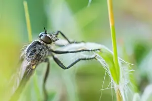 German Flora And Fauna Images Prints: Macro image of an insect in Germany