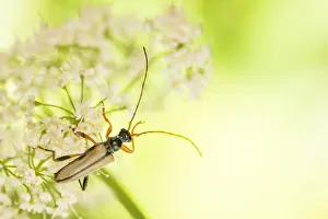 Macro Nature Photography Prints: Macro image of an insect in Germany