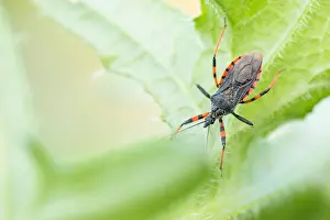 German Fauna And Flora Images Prints: Macro image of an insect in Germany