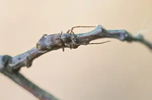 Germany Wildlife Images Prints: Macro image of an insect in Germany