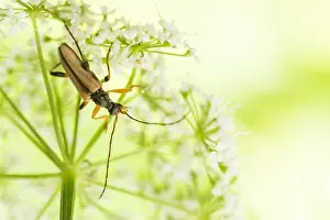 Bavaria Wildlife Images Prints: Macro image of an insect in Germany