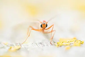 Lower Saxony Nature Images Prints: Macro image of an insect in Germany