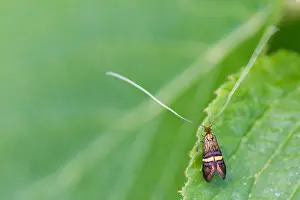 Macro Insect Images Prints: Macro image of an insect in Germany