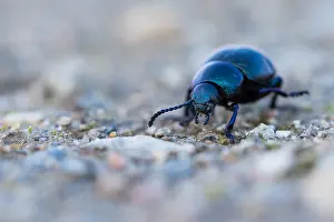 Insect Macro Photography Prints: Macro image of an insect in Germany