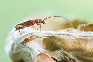 German Flora And Fauna Images Prints: Macro image of an insect in Germany