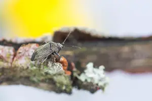 European Fauna And Flora Prints: Macro image of an insect in Germany