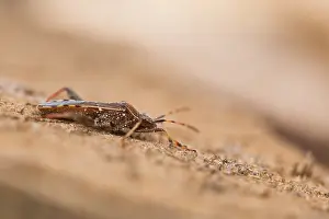 Macro Print of Camptopus lateralis Imago