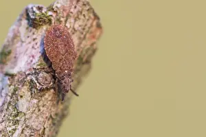 German Macro Photography Prints: Macro image of an insect in Germany