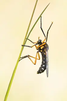 Macro Photography Of Insects Prints: Macro image of an insect in Germany