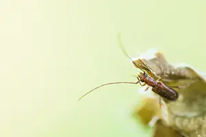 Baden Wurttemberg Nature Images Prints: Macro image of an insect in Germany