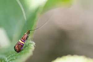 European Moth Species Prints: Macro image of an insect in Germany