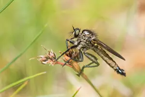 Germany Macro Photography Prints: Macro image of an insect in Germany