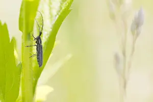 Baden Wurttemberg Nature Images Prints: Macro image of an insect in Germany