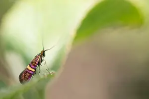 Macro Nature Photography Prints: Macro image of an insect in Germany