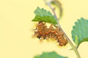 Macro Nature Photography Prints: Macro image of an insect in Germany