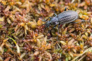 Germany Wildlife Images Prints: Macro image of an insect in Germany