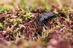 Macro image of an insect in Germany