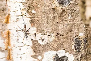 Macro Print of Stephanus serrator Female Insect