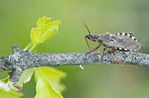 Macro Print of Rhynocoris erythropus Insect in Germany