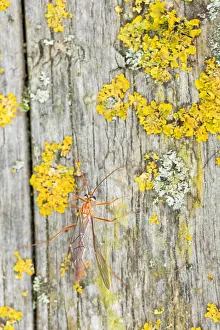 Lower Saxony Flora And Fauna Prints: Macro image of an insect in Germany