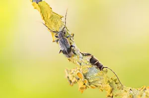 Macro Print of Exocentrus punctipennis Beetle in Germany