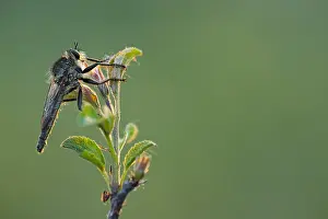 Macro Print of Machimus rusticus Male Insect