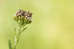 Macro Print of Calophasia lunula Toadflax Moth Imago