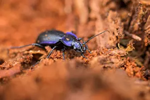 European Flora And Fauna Prints: Macro image of an insect in Germany