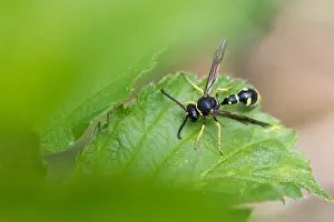 European Fauna And Flora Prints: Macro image of an insect in Germany