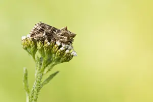 Baden Wurttemberg Insects Prints: Macro image of an insect in Germany