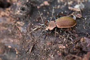 Germany Wildlife Images Prints: Macro image of an insect in Germany