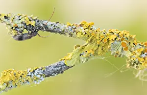 German Flora And Fauna Images Prints: Macro image of an insect in Germany