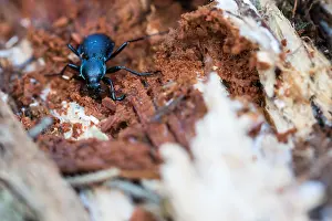 German Flora And Fauna Images Prints: Macro image of an insect in Germany