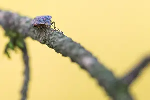 Macro Nature Photography Prints: Macro image of an insect in Germany